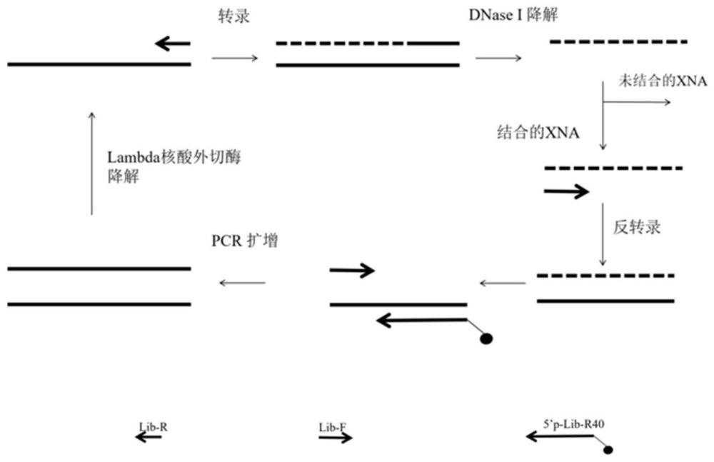 靶向PBP2a的非天然核酸适配体获取方法