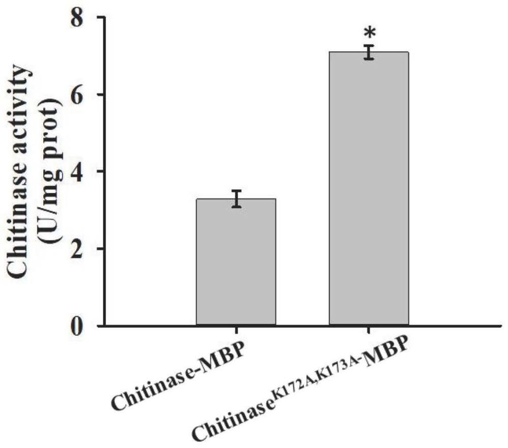 一种酶活性提高的芒果几丁质酶突变体Chitinase及其应用