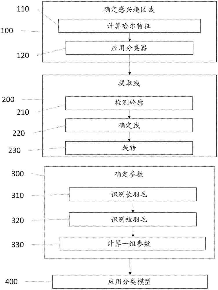 用于确定雏鸡的性别的改进方法与流程