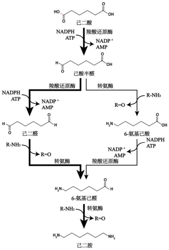 一种己二胺的全细胞生物合成方法