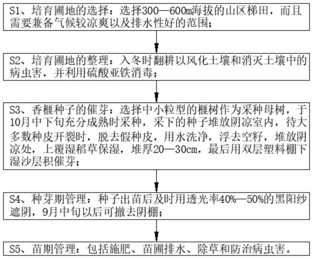 一种香榧苗木培育方法与流程