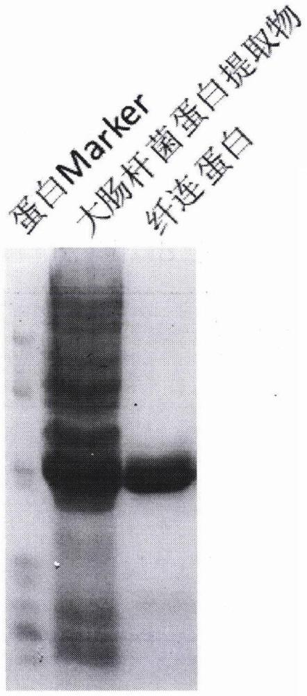 通过电场力去除杂电解质的方法及应用与流程