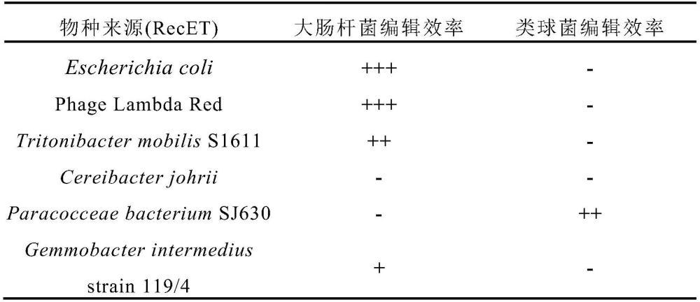 一种基于RecET重组系统的类球红细菌基因编辑方法及其应用