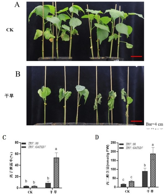 GhTSD7基因在提高植物干旱胁迫耐受性中的应用