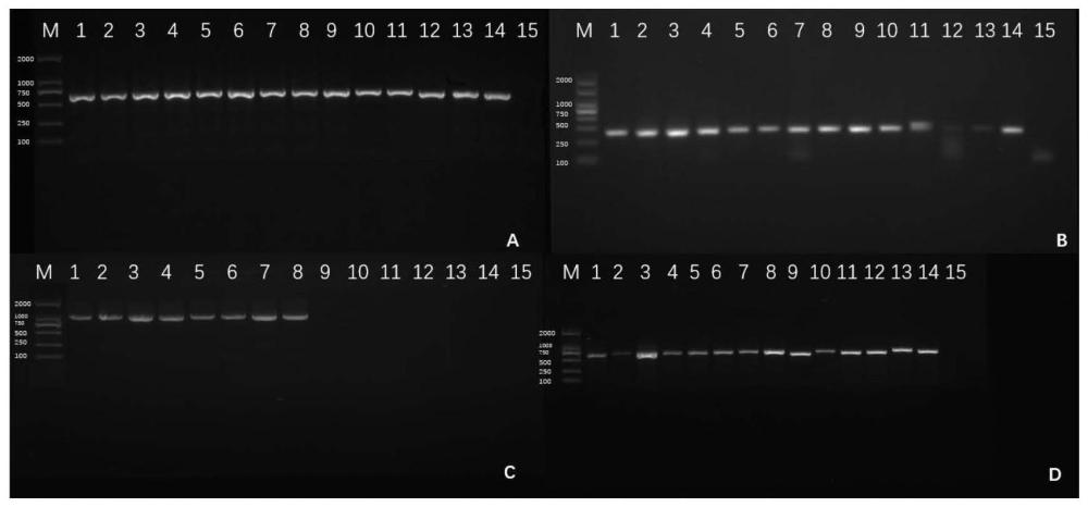 基于特异性马铃薯球炭疽菌PCR检测引物及定量检测方法与应用