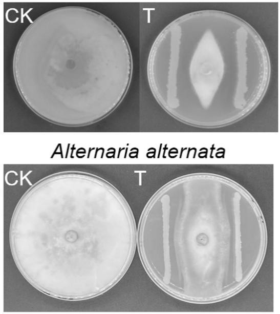 一株贝莱斯芽孢杆菌、抑菌脂肽及其生物防治菌剂与应用