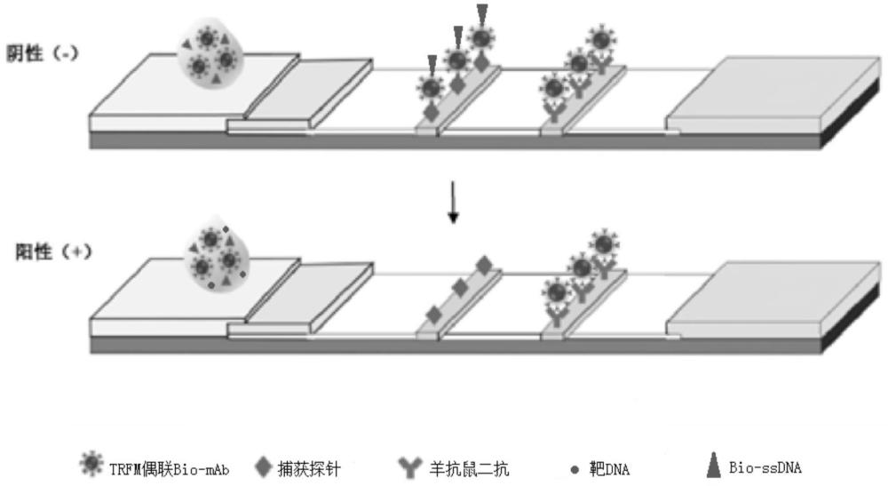 一种用于检测单增李斯特菌的无扩增时间分辨荧光侧流层析法及其检测平台的制作方法