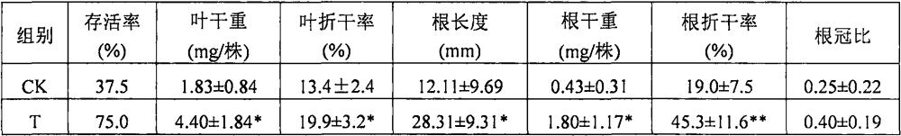 一株促进天山雪莲幼苗生长的真菌