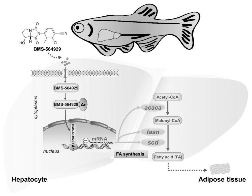 一种利用雄激素受体激动剂降低鱼类体脂含量的方法及应用