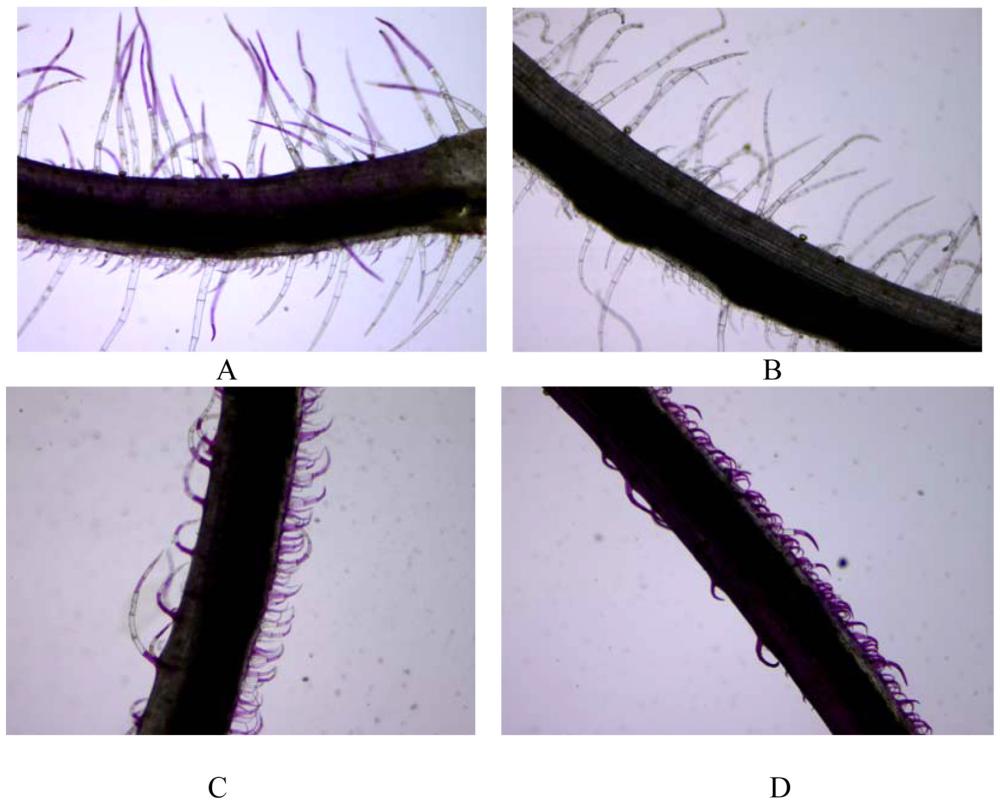 一种紫苏叶表皮毛长度和密度的快速测量方法