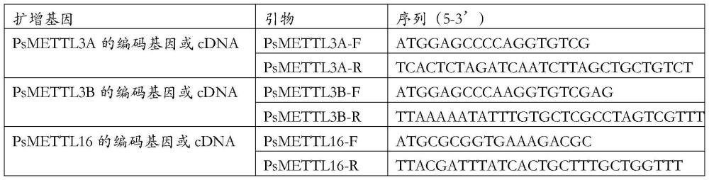 大豆疫霉m6A甲基转移酶亚基蛋白及其编码基因与应用