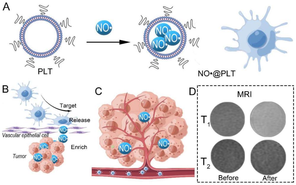 NO•@PLT作为无金属造影剂用于胶质瘤磁共振成像