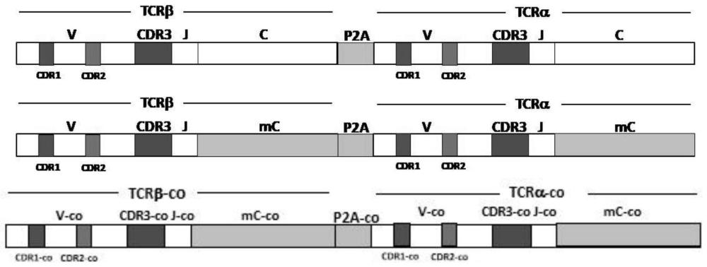 MAGE-A1特异性T细胞受体及其用途的制作方法