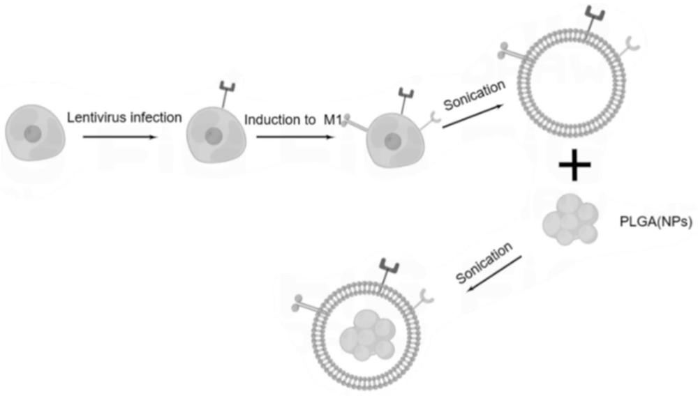 过表达PD-L1细胞膜涂层纳米粒及其制备方法、应用