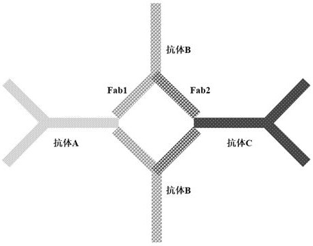 四聚体抗体复合物及其应用的制作方法