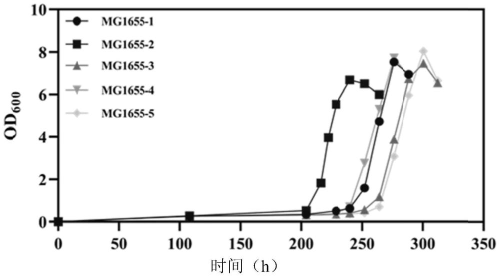 乙醇利用型大肠杆菌的适应性进化方法、大肠杆菌及其应用