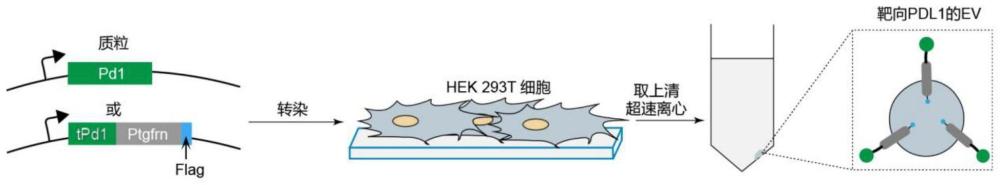 靶向PDL1的融合基因、靶向PDL1的产气细胞外囊泡及其应用