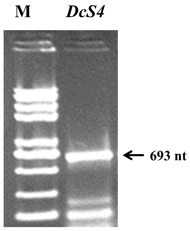 柑橘木虱唾液蛋白DcS4、其编码基因及其应用