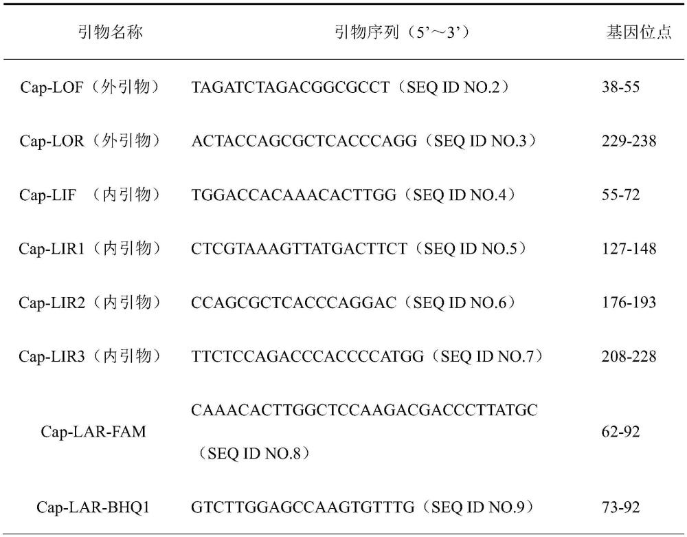 一种用于检测猪圆环病毒3型的等温扩增试剂盒