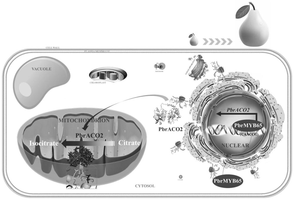 梨转录因子PbrMYB65与PbrACO2基因启动子互作在调控果实柠檬酸异构化中的应用