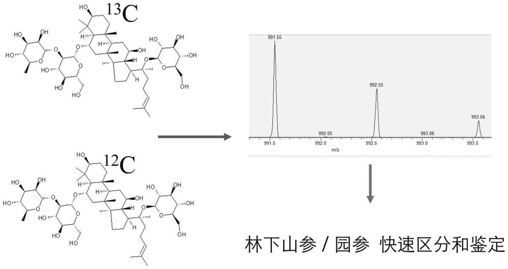 一种基于同位素特征的林下山参和园参鉴定方法与流程