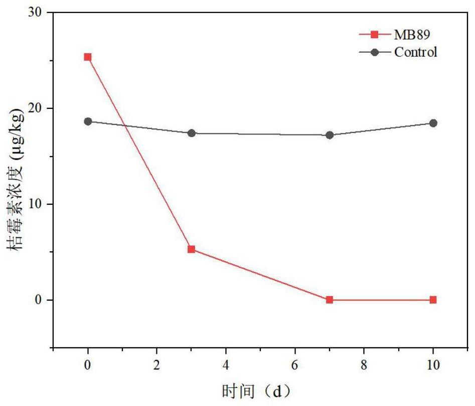 食腺嘌呤芽生葡萄孢酵母Blastobotrys adeninivorans MB89菌株在降解桔霉素中的应用