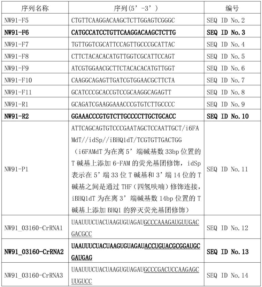 用于鼻疽伯克霍尔德氏菌检测的CRISPR-Cas12a引物组及其应用的制作方法