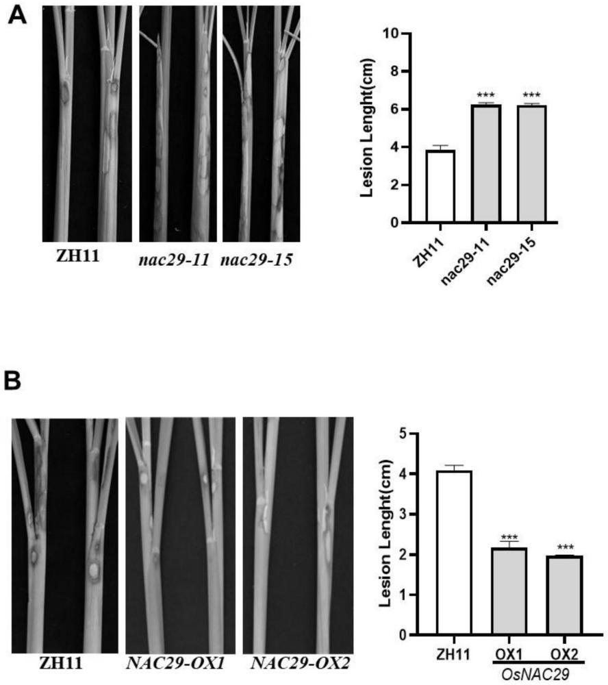 NAC29蛋白在调控水稻抗纹枯病中的应用