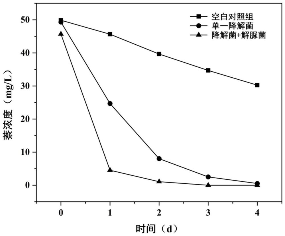 基于微生物共培养诱导生物钙化修复萘污染废水的方法