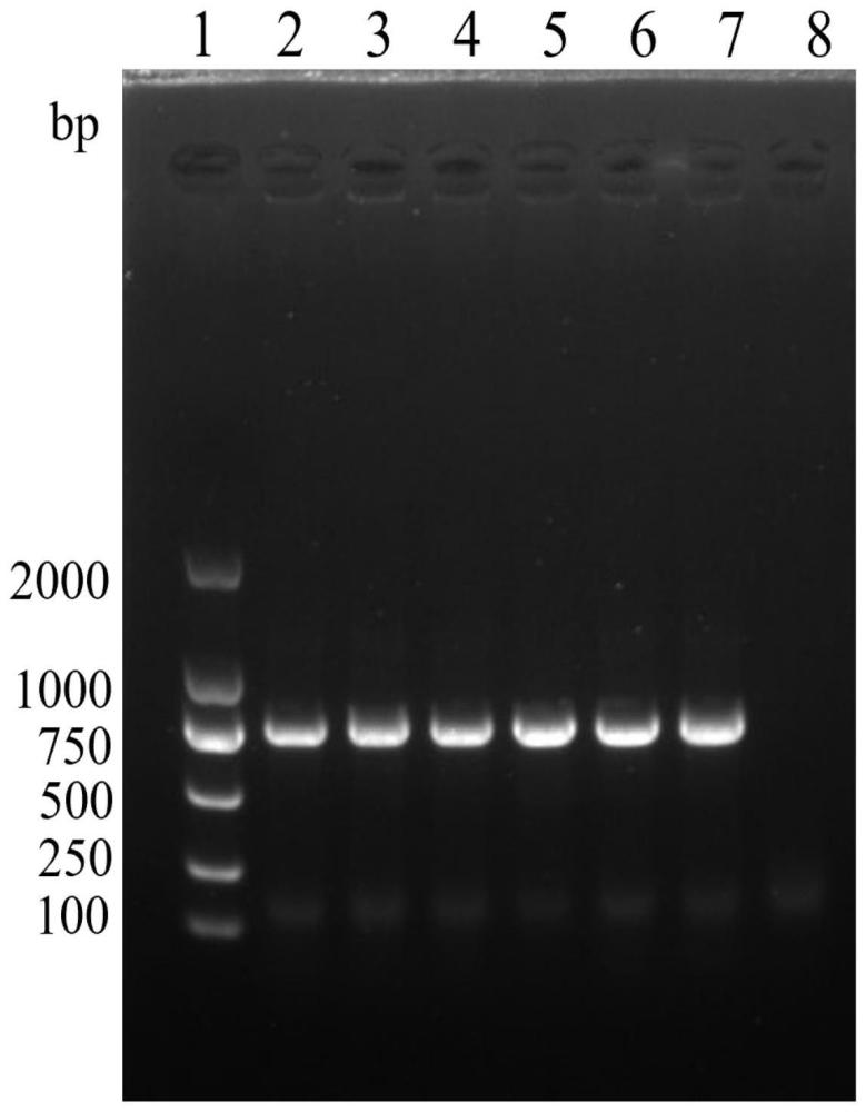融合蛋白LSDV090-133及其在检测牛结节性皮肤病病毒抗体中的应用