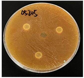 一种植物乳杆菌菌株D5205及其应用