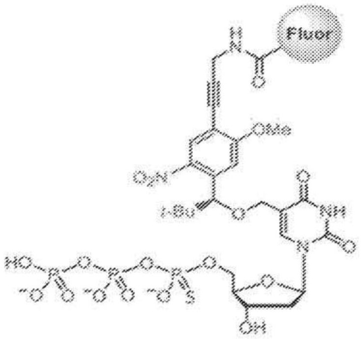 聚合酶突变体以及与3'-OH未封闭的可逆终止子一起使用的制作方法