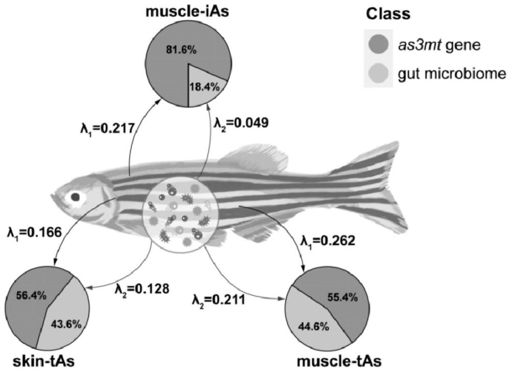 利用斑马鱼模型评估肠道菌群对砷代谢贡献率的预测方法