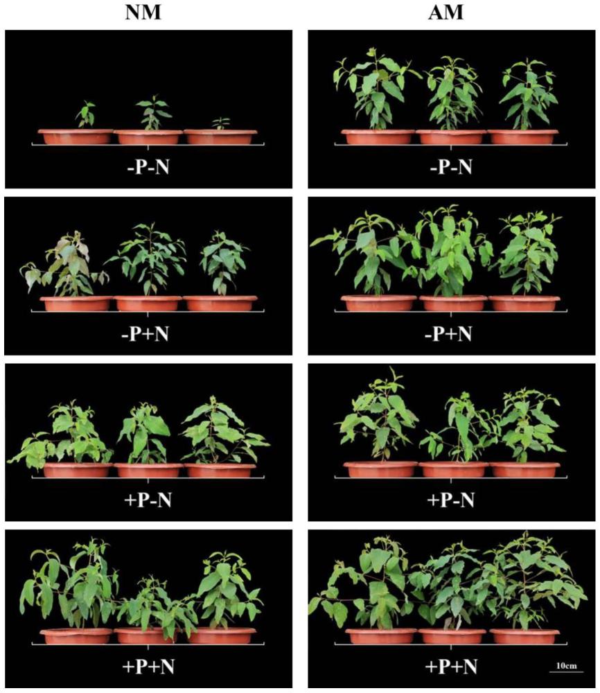 巨桉二肽转运蛋白质编码基因EgNPF8.1的应用