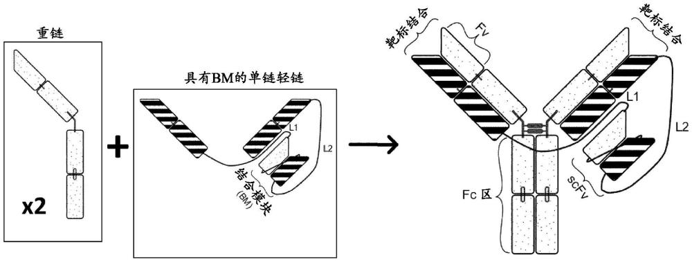 双特异性结合分子的制作方法