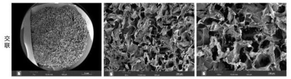 一种具有多孔结构的压电改性胶原海绵的制备方法与流程