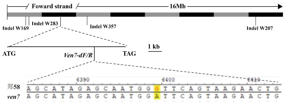 玉米硬质胚乳调控基因Ven7、其特异性检测引物及应用