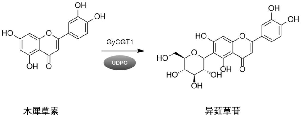 糖基转移酶GyCGT1在异荭草苷合成中的应用