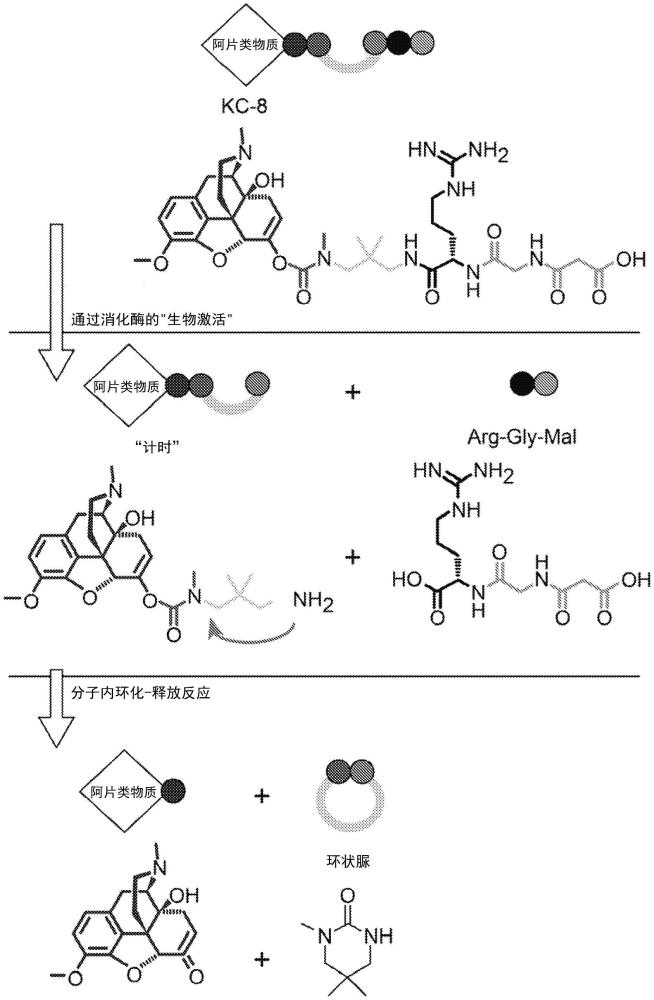 包含酶可裂解的前药和萘莫司他的组合物及其使用方法与流程