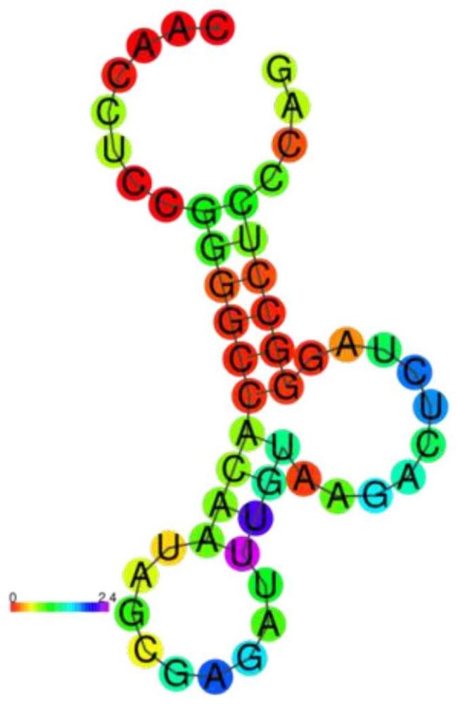 一种小分子RNA候选药物序列优化及其在糖尿病心肌病治疗中的应用