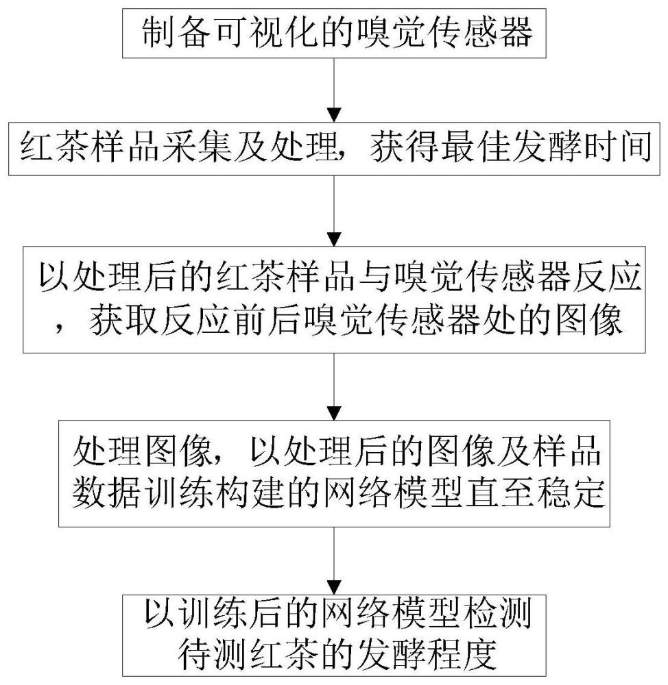 基于嗅觉可视化的红茶发酵程度快速检测方法及其应用