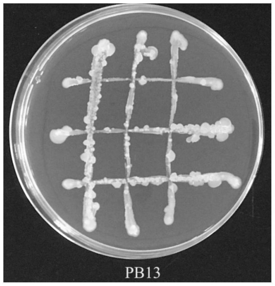 一株沙福芽孢杆菌PB13及其应用的制作方法