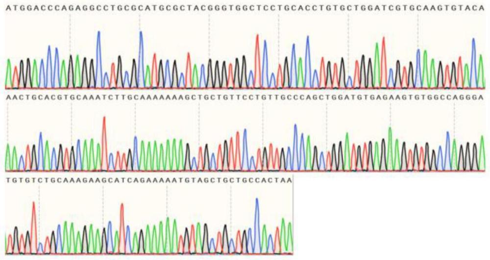 大鲵金属硫蛋白AdMT基因的克隆、原核表达和蛋白纯化方法