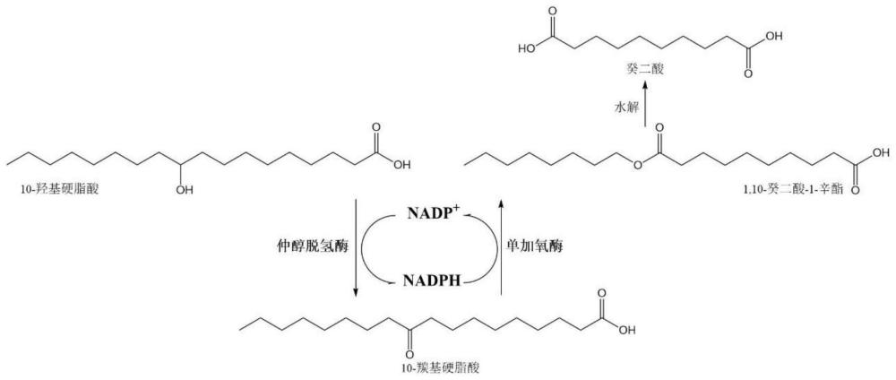 一种基于仲醇脱氢酶定向进化的癸二酸合成体系中NADPH原位再生系统的构建方法