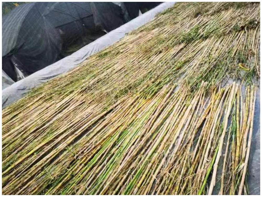 一种芦竹种苗的快速繁殖方法