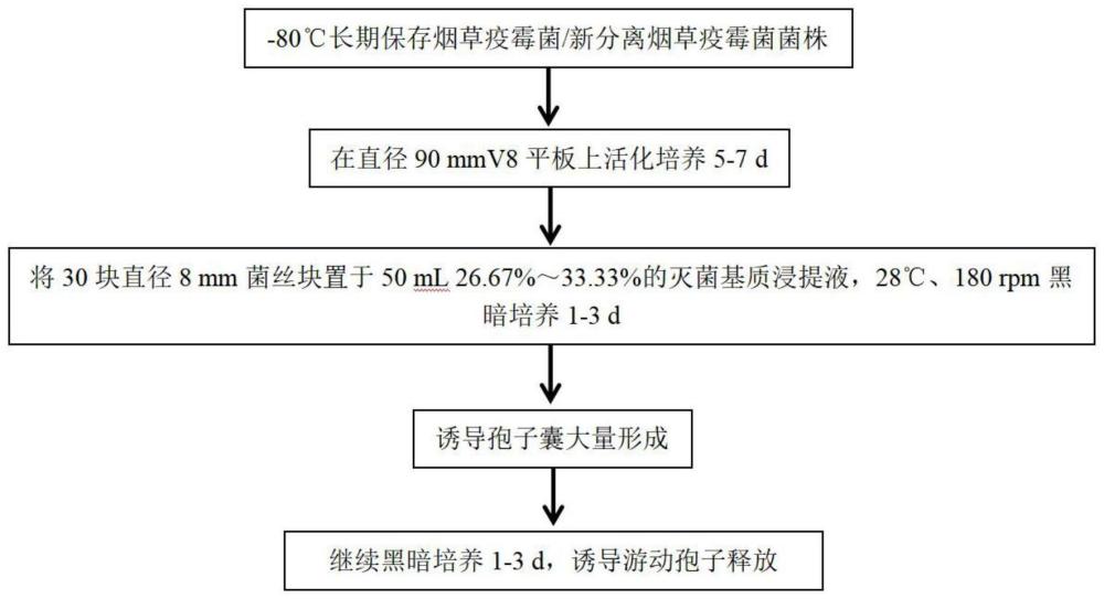 一种疫霉菌产孢的培养方法