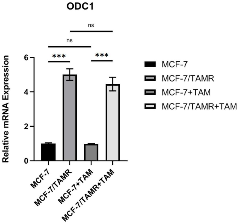 ODC1及其抑制剂在乳腺癌他莫昔芬耐药诊断与治疗中的应用的制作方法
