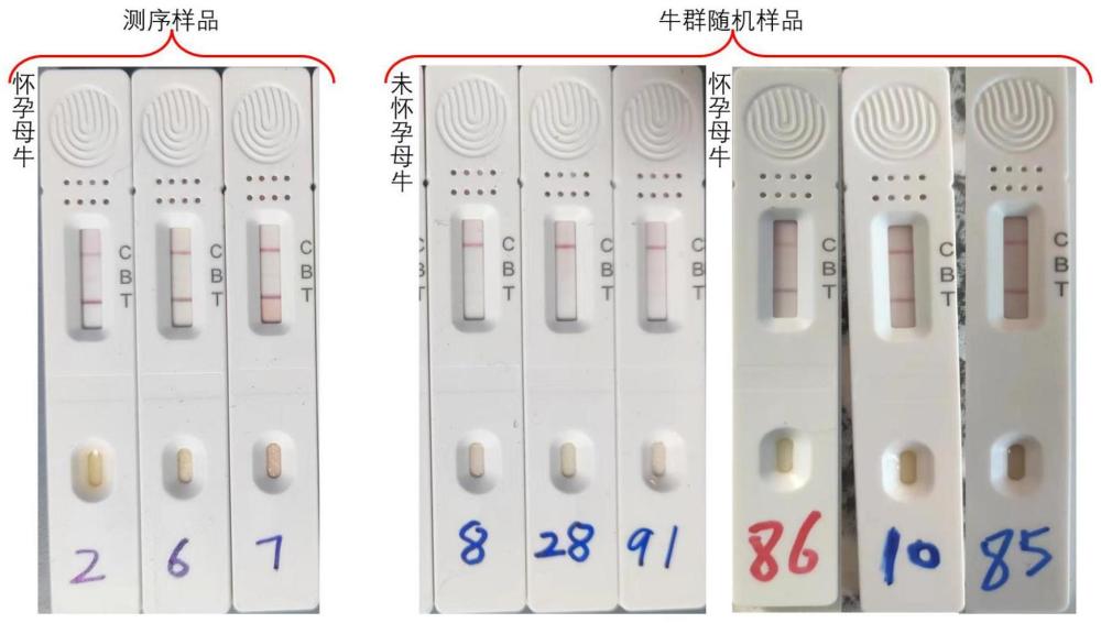 用于中国黄牛早期妊娠诊断的蛋白标志物及其诊断方法