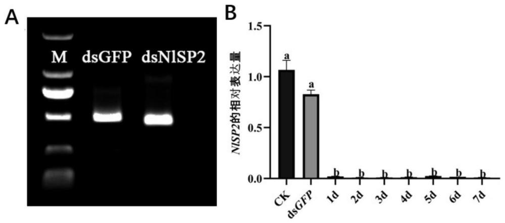 褐飞虱NlSP2蛋白及其编码基因与应用