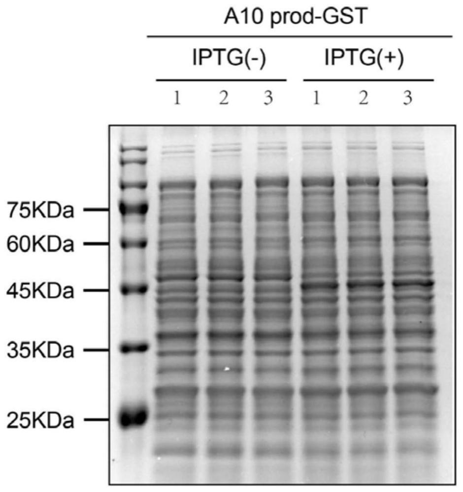 一种人ADAM10 pro-domain大肠杆菌表达的优化方法